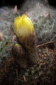 Parodia concinna Flower,Temperate,Terrestrial,Plantae,Parodia,Vulnerable,Grassland,Rock,Caryophyllales,IUCN Red List,Magnoliopsida,Mountains,Photosynthetic,Tracheophyta,Cactaceae,South America