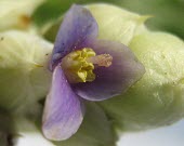 Hohenbergia blanchetii flower Flower,Plantae,Bromeliaceae,South America,Tracheophyta,Hohenbergia,Liliopsida,Poales,Terrestrial,Photosynthetic,Forest