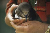 Magenta petrel close up in hands of conservationist Adult,Pterodroma,Critically Endangered,Chordata,Carnivorous,Ocean,Procellariidae,magentae,Animalia,Temperate,Australia,Coastal,Flying,Aves,Procellariiformes,Pacific,IUCN Red List