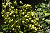 Pondoland palm berries Fruits or berries,Tracheophyta,Riparian,Arecales,Plantae,Terrestrial,Vulnerable,Palmae,Liliopsida,caffra,IUCN Red List,Photosynthetic,Forest,Jubaeopsis,Africa