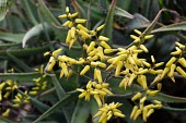 Aloe hildebrandtii in flower Flower,Aloaceae,Aloe,Tracheophyta,Endangered,Temperate,IUCN Red List,Photosynthetic,Forest,Africa,Plantae,Liliopsida,Terrestrial,Liliales