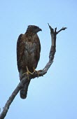 Red goshawk perched on branch Adult,Forest,Accipitridae,Carnivorous,radiatus,IUCN Red List,Chordata,Aves,Savannah,Appendix II,Australia,Animalia,Falconiformes,Erythrotriorchis,Flying,Near Threatened