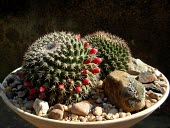 Potted Mammillaria bocensis  with fruits Fruits or berries,Photosynthetic,Magnoliopsida,Terrestrial,Tracheophyta,Caryophyllales,Plantae,Scrub,Tropical,South America,Mammillaria,Sub-tropical,Vulnerable,Cactaceae,IUCN Red List