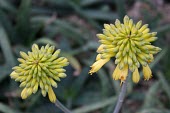 Aloe sinkatana Flower,IUCN Red List,Terrestrial,Plantae,Photosynthetic,Liliopsida,Aloaceae,Liliales,Aloe,Africa,Endangered,Scrub,Tracheophyta