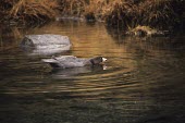 Blue duck swimming Adult,Carnivorous,Australia,Chordata,Flying,Animalia,Aves,Streams and rivers,malacorhynchos,Anatidae,Anseriformes,Aquatic,Endangered,Hymenolaimus,IUCN Red List