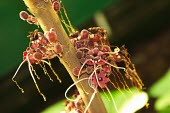 Herrania balaensis variety pouess flowers Flower,IUCN Red List,South America,Plantae,Herrania,Photosynthetic,Terrestrial,Forest,Malvales,Endangered,Sterculiaceae,Tracheophyta,Magnoliopsida