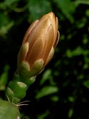 Close up of Gymnocalycium horstii  flower bud Flower,Magnoliopsida,South America,Photosynthetic,Tracheophyta,Terrestrial,Grassland,Gymnocalycium,Cactaceae,Endangered,Plantae,Temperate,Caryophyllales,IUCN Red List