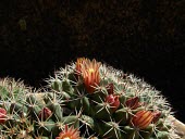 Close up of Mammillaria bocensis  flowers Flower,Photosynthetic,Magnoliopsida,Terrestrial,Tracheophyta,Caryophyllales,Plantae,Scrub,Tropical,South America,Mammillaria,Sub-tropical,Vulnerable,Cactaceae,IUCN Red List