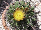 Potted Ferocactus herrerae in flower Flower,Cactaceae,Caryophyllales,Scrub,Sub-tropical,Plantae,Magnoliopsida,Ferocactus,South America,Terrestrial,Tracheophyta,Vulnerable,Photosynthetic,Tropical,IUCN Red List