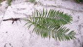 Young uprooted Bactris horridispatha Mature form,Tropical,Liliopsida,Terrestrial,Photosynthetic,Bactris,Palmae,Plantae,Vulnerable,Sub-tropical,South America,Arecales,Forest,Tracheophyta,IUCN Red List