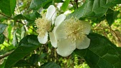 Campomanesia viatoris flowers and leaves Mature form,Leaves,Flower,Endangered,Riparian,Myrtales,Plantae,Terrestrial,IUCN Red List,Magnoliopsida,Myrtaceae,Photosynthetic,Tracheophyta,Campomanesia,South America,Forest