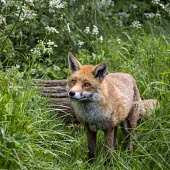 Fox fox,red,Vulpes vulpes,male,British Wildlife Centre,Captive,Chordates,Chordata,Mammalia,Mammals,Carnivores,Carnivora,Dog, Coyote, Wolf, Fox,Canidae,Asia,Africa,Common,Riparian,Terrestrial,Animalia,vulp