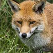 Fox fox,red,Vulpes vulpes,male,British Wildlife Centre,Captive,Chordates,Chordata,Mammalia,Mammals,Carnivores,Carnivora,Dog, Coyote, Wolf, Fox,Canidae,Asia,Africa,Common,Riparian,Terrestrial,Animalia,vulp