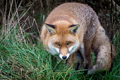 Red fox fox,red,Vulpes vulpes,male,British Wildlife Centre,Captive,Chordates,Chordata,Mammalia,Mammals,Carnivores,Carnivora,Dog, Coyote, Wolf, Fox,Canidae,Asia,Africa,Common,Riparian,Terrestrial,Animalia,vulp