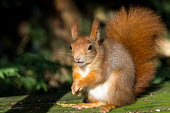 Red squirrel squirrel,Red squirrel,Sciurus vulgaris,British Wildlife Centre,Captive,Chordates,Chordata,Squirrels, Chipmunks, Marmots, Prairie Dogs,Sciuridae,Rodents,Rodentia,Mammalia,Mammals,Broadleaved,Europe,Sci