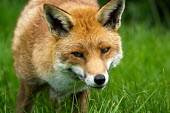 Fox fox,red,Vulpes vulpes,male,British Wildlife Centre,Captive,Chordates,Chordata,Mammalia,Mammals,Carnivores,Carnivora,Dog, Coyote, Wolf, Fox,Canidae,Asia,Africa,Common,Riparian,Terrestrial,Animalia,vulp