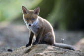 Red fox cub at den den,dogs,woodland,young,pup,cub,juvenile,Chordates,Chordata,Mammalia,Mammals,Carnivores,Carnivora,Dog, Coyote, Wolf, Fox,Canidae,Asia,Africa,Common,Riparian,Terrestrial,Animalia,vulpes,Omnivorous,Vulp