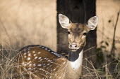 Chital in long grass Spotted deer,long grass,Chordates,Chordata,Mammalia,Mammals,Cervidae,Deer,Even-toed Ungulates,Artiodactyla,Asia,South America,Forest,Animalia,Axis,Grassland,Temperate,Europe,Scrub,Least Concern,Austra