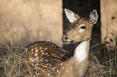 Chital in long grass Spotted deer,long grass,Chordates,Chordata,Mammalia,Mammals,Cervidae,Deer,Even-toed Ungulates,Artiodactyla,Asia,South America,Forest,Animalia,Axis,Grassland,Temperate,Europe,Scrub,Least Concern,Austra