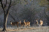 Group of Chital at edge of forest spotted deer,forest,group,herd,Chordates,Chordata,Mammalia,Mammals,Cervidae,Deer,Even-toed Ungulates,Artiodactyla,Asia,South America,Forest,Animalia,Axis,Grassland,Temperate,Europe,Scrub,Least Concern