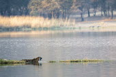 Bengal tigress in Lake Rajbagh water,female,lake,swimming,Carnivora,Panthera,Tropical,Mammalia,Appendix I,tigris,Felidae,Carnivorous,Extinct,Chordata,Asia,Temperate,Animalia,Critically Endangered,Endangered,Terrestrial,IUCN Red Lis