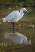 Little egret wading water,wetlands,wader,foraging,Ciconiiformes,Herons Ibises Storks and Vultures,Chordates,Chordata,Herons, Bitterns,Ardeidae,Aves,Birds,Europe,Flying,Africa,Temporary water,Coastal,Least Concern,Wetland