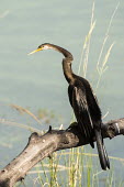 Oriental darter perched on branch Indian darter,darters,perched,Pelecaniformes,Wetlands,Asia,Aquatic,Ponds and lakes,Carnivorous,Sub-tropical,Anhingidae,Estuary,Arboreal,Near Threatened,melanogaster,Flying,Mangrove,Chordata,Anhinga,An