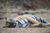 Bengal tiger lying on track sitting,lying,resting,track,big cat,Carnivora,Panthera,Tropical,Mammalia,Appendix I,tigris,Felidae,Carnivorous,Extinct,Chordata,Asia,Temperate,Animalia,Critically Endangered,Endangered,Terrestrial,IUC