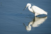 Little egret wading water,wetlands,wader,foraging,Ciconiiformes,Herons Ibises Storks and Vultures,Chordates,Chordata,Herons, Bitterns,Ardeidae,Aves,Birds,Europe,Flying,Africa,Temporary water,Coastal,Least Concern,Wetland