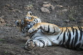 Bengal tiger lying down lying,adult,resting,big cat,Carnivora,Panthera,Tropical,Mammalia,Appendix I,tigris,Felidae,Carnivorous,Extinct,Chordata,Asia,Temperate,Animalia,Critically Endangered,Endangered,Terrestrial,IUCN Red Li