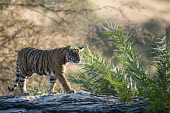 Bengal tiger cub walking along rocky ledge landscape,young,cub,juvenile,rocky plain,plain,big cat,walking,Carnivora,Panthera,Tropical,Mammalia,Appendix I,tigris,Felidae,Carnivorous,Extinct,Chordata,Asia,Temperate,Animalia,Critically Endangered