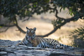 Bengal tigress licking paw female,grooming,licking,big cat,resting,lying down,Carnivora,Panthera,Tropical,Mammalia,Appendix I,tigris,Felidae,Carnivorous,Extinct,Chordata,Asia,Temperate,Animalia,Critically Endangered,Endangered,