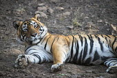 Bengal tiger lying down lying,adult,resting,big cat,Carnivora,Panthera,Tropical,Mammalia,Appendix I,tigris,Felidae,Carnivorous,Extinct,Chordata,Asia,Temperate,Animalia,Critically Endangered,Endangered,Terrestrial,IUCN Red Li