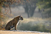 Bengal tiger cub sitting on rocky ledge landscape,young,cub,juvenile,rocky plain,plain,big cat,Carnivora,Panthera,Tropical,Mammalia,Appendix I,tigris,Felidae,Carnivorous,Extinct,Chordata,Asia,Temperate,Animalia,Critically Endangered,Endange