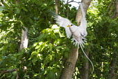 White-tailed tropicbird in flight Indian Ocean Islands,tropicbirds,flight,flying,endemic,Chordates,Chordata,Ciconiiformes,Herons Ibises Storks and Vultures,Phaethontidae,Tropicbirds,Aves,Birds,South America,Animalia,Coastal,Shore,Phae