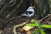 White-tailed tropicbird nesting at base of pisonia tree nest,nesting,incubation,tropicbirds,Indian Ocean Islands,Chordates,Chordata,Ciconiiformes,Herons Ibises Storks and Vultures,Phaethontidae,Tropicbirds,Aves,Birds,South America,Animalia,Coastal,Shore,Ph