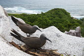 Pair of brown noddies on nest on granite ledge tern,Indian Ocean Islands,portraits,side view,tropical,seabirds,nest,nesting,pair,Ciconiiformes,Herons Ibises Storks and Vultures,Chordates,Chordata,Laridae,Gulls, Terns,Aves,Birds,North America,Flyin