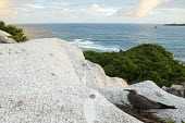 Brown noddy on granite ledge tern,Indian Ocean Islands,portraits,side view,tropical,seabirds,coast,landscape,Ciconiiformes,Herons Ibises Storks and Vultures,Chordates,Chordata,Laridae,Gulls, Terns,Aves,Birds,North America,Flying,