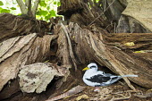 White-tailed tropicbird nesting at base of old tree nest,nesting,incubation,tropicbirds,Indian Ocean Islands,Chordates,Chordata,Ciconiiformes,Herons Ibises Storks and Vultures,Phaethontidae,Tropicbirds,Aves,Birds,South America,Animalia,Coastal,Shore,Ph