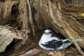 White-tailed tropicbird nesting at base of old tree nest,nesting,incubation,tropicbirds,Indian Ocean Islands,Chordates,Chordata,Ciconiiformes,Herons Ibises Storks and Vultures,Phaethontidae,Tropicbirds,Aves,Birds,South America,Animalia,Coastal,Shore,Ph