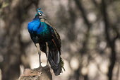 Indian peafowl on tree, front view indian peacock,peacock,front view,tree,perched,Chordates,Chordata,Phasianidae,Grouse, Partridges, Pheasants, Quail, Turkeys,Aves,Birds,Gallinaeous Birds,Galliformes,Pavo,Animalia,Asia,Flying,Scrub,Tem