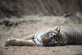 Bengal tiger lying on track sitting,lying,resting,track,big cat,Carnivora,Panthera,Tropical,Mammalia,Appendix I,tigris,Felidae,Carnivorous,Extinct,Chordata,Asia,Temperate,Animalia,Critically Endangered,Endangered,Terrestrial,IUC