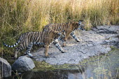 Bengal tiger cubs on the move across rocks, next to water young,cub,juvenile,grass,big cat,pair,rock,water,Carnivora,Panthera,Tropical,Mammalia,Appendix I,tigris,Felidae,Carnivorous,Extinct,Chordata,Asia,Temperate,Animalia,Critically Endangered,Endangered,Te