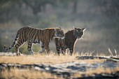 Bengal tiger cubs on rocky plateau landscape,young,cub,juvenile,rocky plain,plain,big cat,Carnivora,Panthera,Tropical,Mammalia,Appendix I,tigris,Felidae,Carnivorous,Extinct,Chordata,Asia,Temperate,Animalia,Critically Endangered,Endange