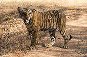 Bengal tiger cub on track, Ranthambhore National Park, Rajasthan, India young,cub,track,big cat,national park,Carnivora,Panthera,Tropical,Mammalia,Appendix I,tigris,Felidae,Carnivorous,Extinct,Chordata,Asia,Temperate,Animalia,Critically Endangered,Endangered,Terrestrial,I