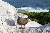 Brown noddy on granite ledge noddy tern,tern,coast,Indian Ocean Islands,seabirds,Ciconiiformes,Herons Ibises Storks and Vultures,Chordates,Chordata,Laridae,Gulls, Terns,Aves,Birds,North America,Flying,Africa,stolidus,Europe,Anima