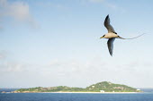 White-tailed tropicbird in flight, with island in the background tropicbirds,Indian Ocean Islands,flight,flying,cut out,sky,flapping,Chordates,Chordata,Ciconiiformes,Herons Ibises Storks and Vultures,Phaethontidae,Tropicbirds,Aves,Birds,South America,Animalia,Coast