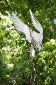 White-tailed tropicbird in flight Indian Ocean Islands,tropicbirds,flight,flying,endemic,Chordates,Chordata,Ciconiiformes,Herons Ibises Storks and Vultures,Phaethontidae,Tropicbirds,Aves,Birds,South America,Animalia,Coastal,Shore,Phae