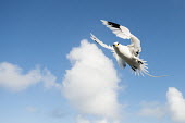 White-tailed tropicbird in flight tropicbirds,Indian Ocean Islands,flight,flying,cut out,sky,flapping,Chordates,Chordata,Ciconiiformes,Herons Ibises Storks and Vultures,Phaethontidae,Tropicbirds,Aves,Birds,South America,Animalia,Coast