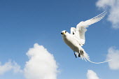 White-tailed tropicbird in flight tropicbirds,Indian Ocean Islands,flight,flying,cut out,sky,flapping,Chordates,Chordata,Ciconiiformes,Herons Ibises Storks and Vultures,Phaethontidae,Tropicbirds,Aves,Birds,South America,Animalia,Coast